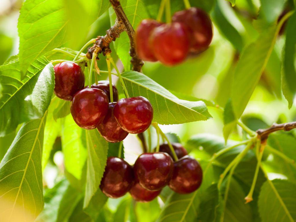 Imagen de la productividad en cereza con agros-3